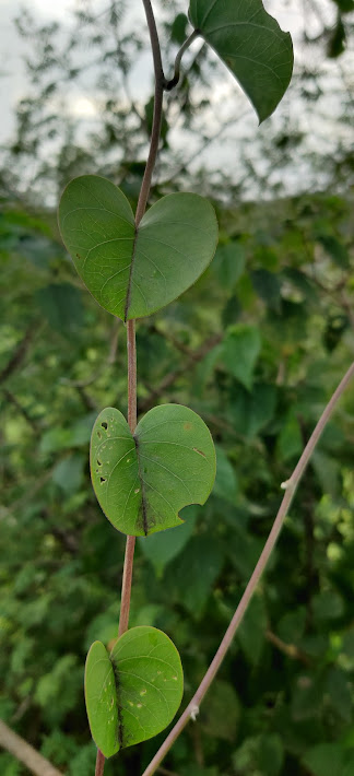 फांज रानभाजी