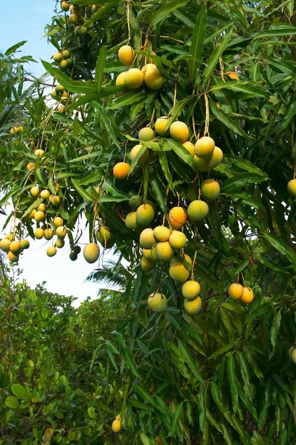Mango tree wisdom Camping near Pune