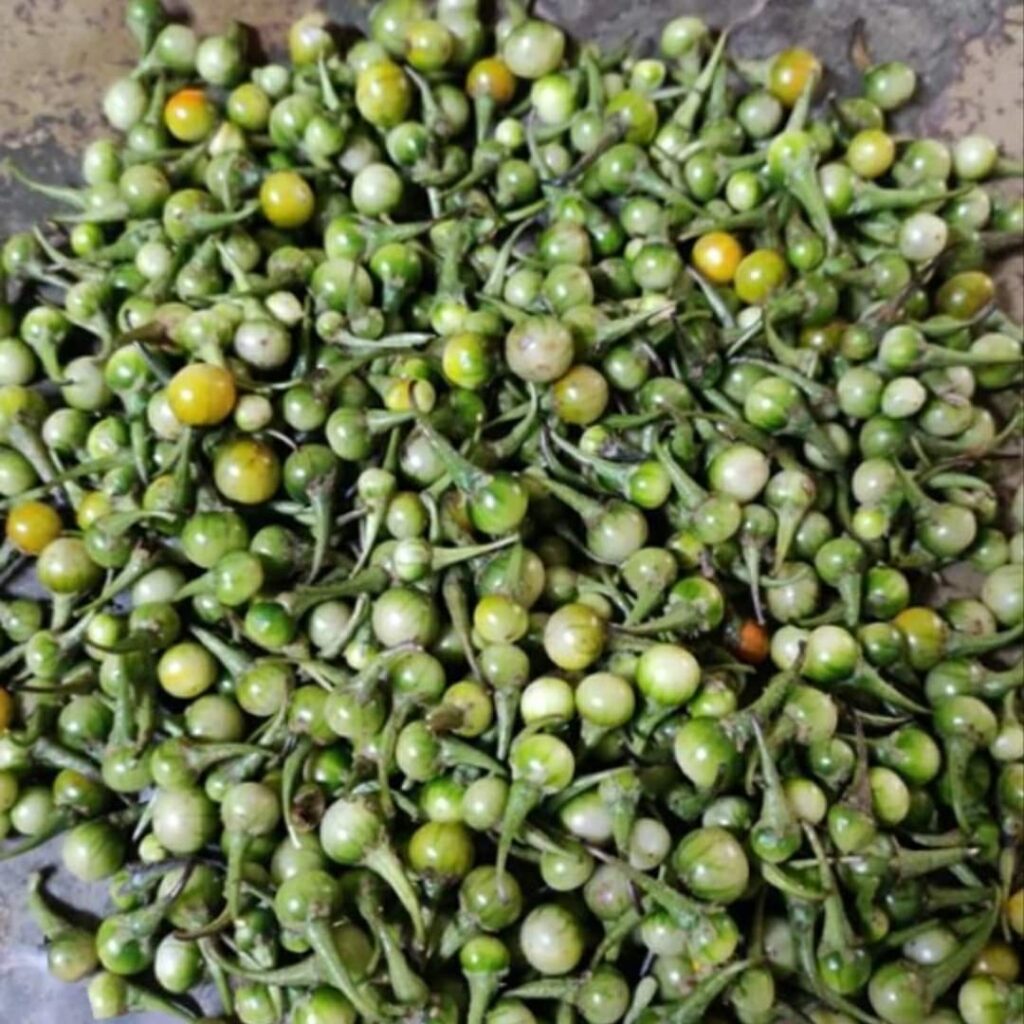 चिचारडी चिचार्डे