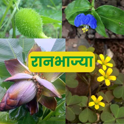 महाराष्ट्रातील रानभाज्या