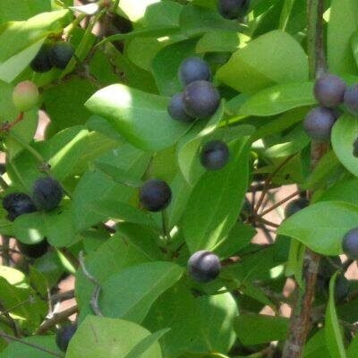 Wild Foods