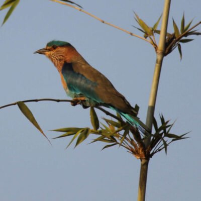 Bird Watching